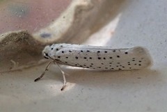 Heggspinnmøll (Yponomeuta evonymella)