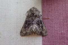 Tofargefly (Hecatera bicolorata)