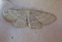 Vinkelengmåler (Idaea aversata)