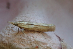 Gul nebbmott (Agriphila inquinatella)