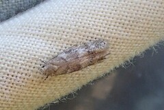 Furuskuddmøll (Exoteleia dodecella)