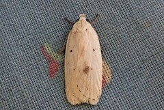 Gul knoppurtflatmøll (Agonopterix kaekeritziana)