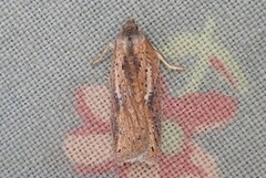 Rustflatvikler (Acleris rufana)