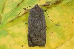 Variabelt flatfly (Conistra vaccinii)