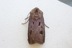 Åkerjordfly (Agrotis exclamationis)