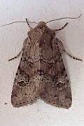 Åkerengfly (Apamea sordens)