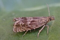 Ryllikrotvikler (Dichrorampha plumbagana)