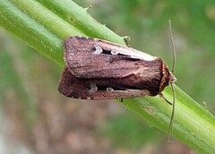 Hvitkantfly (Ochropleura plecta)