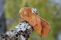 Gullfagerfly (Pyrrhia umbra)