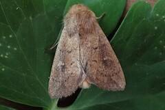 Teglrødt gressfly (Mythimna ferrago)