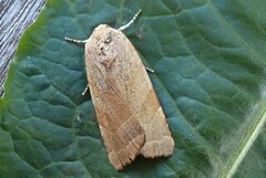 Bredbåndfly (Noctua fimbriata)