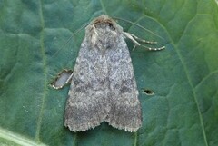 Mørkt klippefly (Standfussiana lucernea)