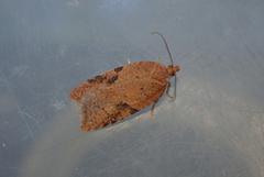 Bjørkeflatvikler (Acleris notana)