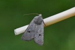 Brungrått høstfly (Agrochola lota)