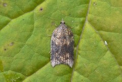 Grå-/konkavflatvikler (Acleris effractana/emargana)