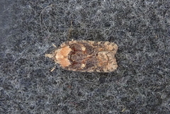 Granflatvikler (Acleris abietana)