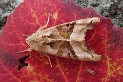 Taggvingefly (Phlogophora meticulosa)