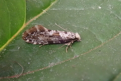 Nemaxera betulinella