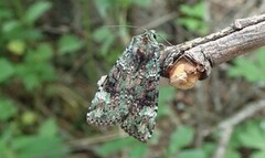 Grønt skogfly (Anaplectoides prasina)