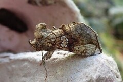 Tyrihjelmfly (Polychrysia moneta)