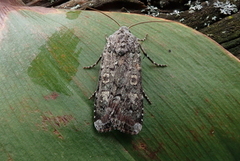 Grønt langvingefly (Actebia praecox)