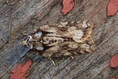 Granflatvikler (Acleris abietana)