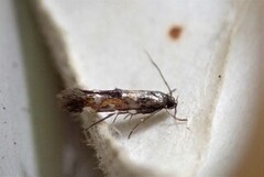 Mompha locupletella