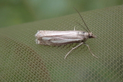 Lyngheinebbmott (Crambus ericella)