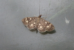 Hyllengmott (Anania coronata)