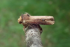 Dobbeltpunktfly (Axylia putris)