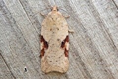 Bjørkeflatvikler (Acleris notana)