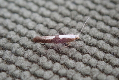 Argyresthia semifusca