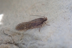 Aroga velocella