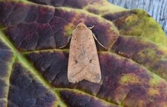 Rettlinjet høstfly (Agrochola macilenta)