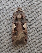 C-tegnet bakkefly (Xestia c-nigrum)