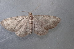 Slåpetornblomstmåler (Pasiphila chloerata)