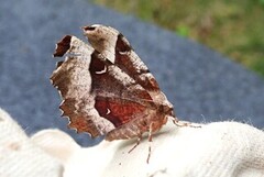 Praktmånemåler (Selenia tetralunaria)