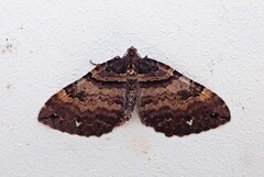 Brun rosemåler (Anticlea badiata)