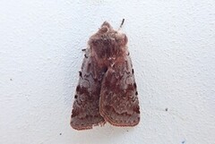 Fiolett vårfly (Cerastis rubricosa)