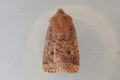 Variabelt flatfly (Conistra vaccinii)