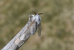 Stor gaffelstjert (Cerura vinula)