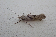 Ypsolopha asperella