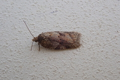 Blåbærflatvikler (Acleris maccana)