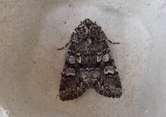 Blåbærfly (Papestra biren)