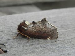 Brun vårtannspinner (Odontosia carmelita)