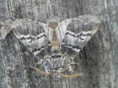 Lys eiketannspinner (Drymonia ruficornis)