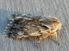 Vårlurvefly (Brachionycha nubeculosa)