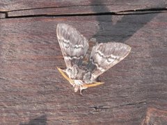 Lys eiketannspinner (Drymonia ruficornis)