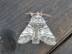 Lys eiketannspinner (Drymonia ruficornis)