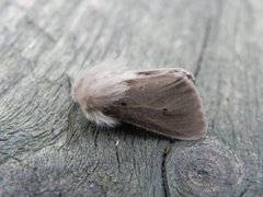 Gråbrun tigerspinner (Diaphora mendica)